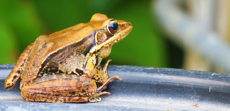 Pixabay image of frog